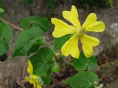 Abutilon pubistamineum