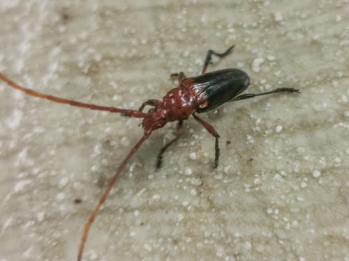 Oxymerus basalis