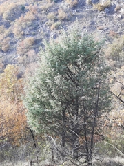 Juniperus oxycedrus oxycedrus