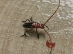 Oxymerus basalis