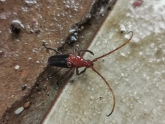Oxymerus basalis