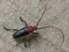 Oxymerus basalis