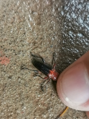 Oxymerus basalis