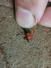 Oxymerus basalis
