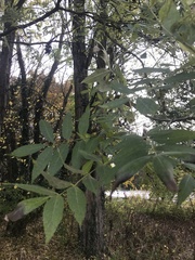 Angiospermae