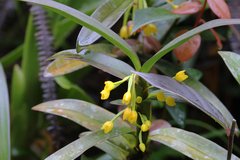 Maxillaria alticola