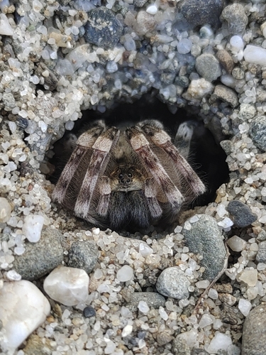 Northern Bear Spider