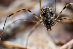 Leptobunus parvulus