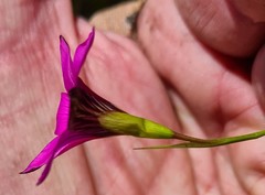 Romulea cruciata