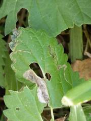 Agromyza pseudoreptans