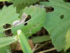 Agromyza pseudoreptans