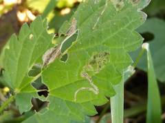 Agromyza pseudoreptans