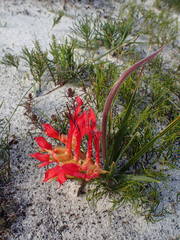 Babiana ringens australis