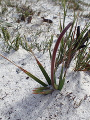 Babiana ringens australis
