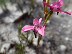 Disa obliqua