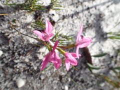 Disa obliqua