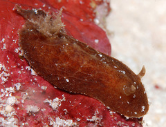 Thordisa albomacula