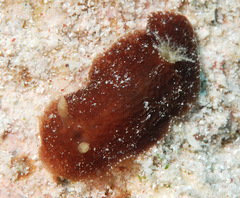 Thordisa albomacula