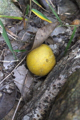 Scleroderma aurantium