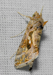 Chrysodeixis includens