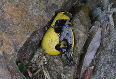 Scleroderma aurantium