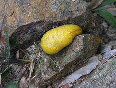 Scleroderma aurantium