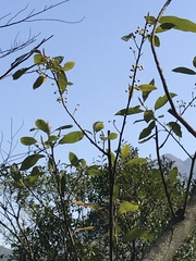 Litsea cubeba