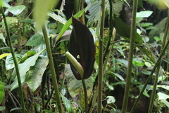 Anthurium atramentarium