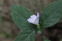 Strobilanthes tetrasperma