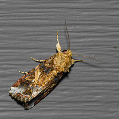 Spodoptera ornithogalli