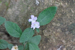 Strobilanthes tetrasperma