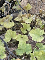 Apodanthera undulata