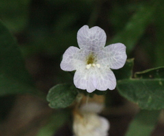 Strobilanthes tetrasperma