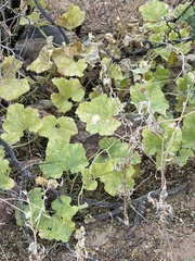 Apodanthera undulata