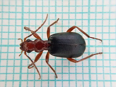 Brachinus crepitans