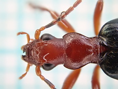 Brachinus crepitans