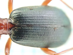 Brachinus crepitans