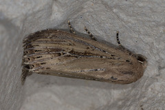 Nonagria typhae