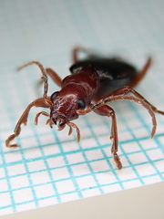Brachinus crepitans