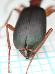 Brachinus crepitans