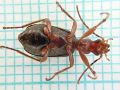 Brachinus crepitans
