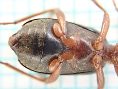 Brachinus crepitans