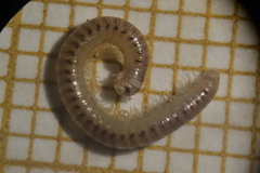 Cylindroiulus parisiorum