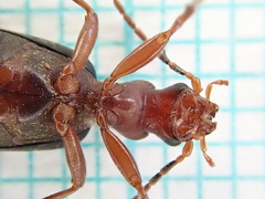 Brachinus crepitans