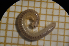 Cylindroiulus parisiorum