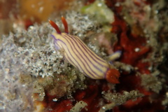 Hypselodoris maridadilus
