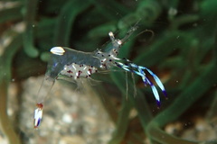 Ancylomenes holthuisi