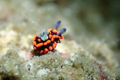 Nembrotha