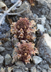 Aphyllon californicum