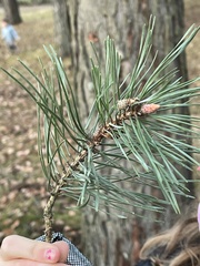 Pinus